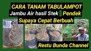 Cara Tanam di Tabulampot, Jambu air hasil Stek supaya cepat Berbuah #alamseru #KebunBuah