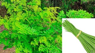 সজনে পাতার কি কি উপকারিতা আছে 🌿🍀💚 Health Benefits Tips