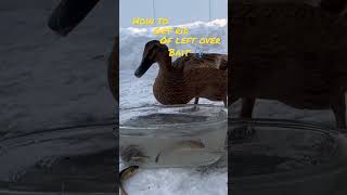 Ducks eat fishing bait as #ducks #fishingbait #icefishing #minnesota #backyardducks