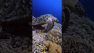 Sea turtle 4k underwater hindi #shorts #ytshorts #seaturtle #hindi #ocean