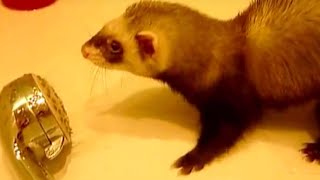 Ferret Playing Water