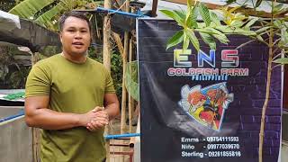 Farm Visit at ENS Goldfish Farm Philippines