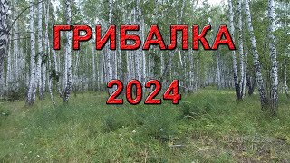 Грибы  Грузди, белые грибы, синявки, обабки. Грибалка. Сбор грибов в лесу