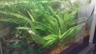 10 gallon filterless Walstad aquarium that gets very little attention.