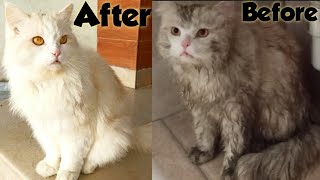 Fluffy Cat is washed with Fluffy Foam by His Owner/Grooming My Persian Cat/matted Cat Grooming