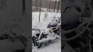 MOTORCYCLE found in the woods !! cops called!