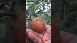 Petik Buah Sawo Jumbo.