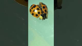 #15 : Coccinelle à la loupe binoculaire