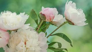 Istanti di crescita dei fiori di peonia lactiflora