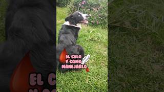 Mi perrita esta en celo #dog #perros #mascotas #cuidadodemascotas #consejos #perrita #adiestramiento