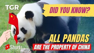 Amazing Fact About Cute Pandas| Panda | #ShortVideo 021