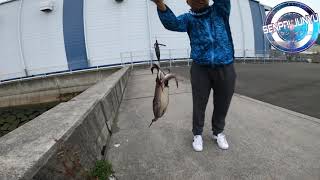 BIG OCTOPUS and SQUID FISHING || HIROSHIMA JAPAN
#Japan
#Fishing
#Hiroshima