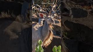 Beautiful spiral antlers of the Kudu antelope #shorts #nature