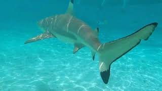 Bora Bora - Swimming with Sharks! (Nov 8th, 2022)