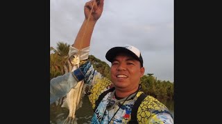 Mangrove snapper hunting