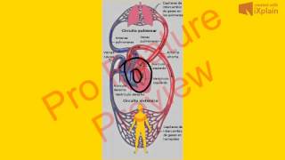 fisiología cardiovascular 1