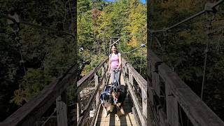 Longest Swinging Bridge east of the Mississippi River 😬❤️ #shorts #dog #viral