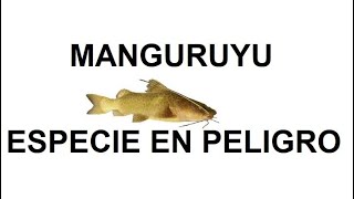 Especies Argentinas : MANGURUYU  ESPECIE EN PELIGRO