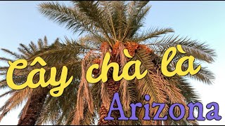 Cây Chà Là tại tiểu bang sa mạc Arizona | Dung Võ Vàm Cỏ