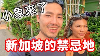 新加坡的禁忌地‼️小象來了🙌🏾｜新加坡EP01🇸🇬