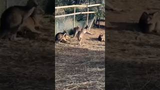 KANGAROO JUMPING#kangaroo#kangarooaustralia#kangaroofight#shorts#youtubeshorts#ytshort#shortsfeed#yt