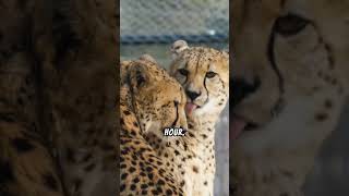 Learn more about Cheetahs #tearmarks #speeds #hunters #