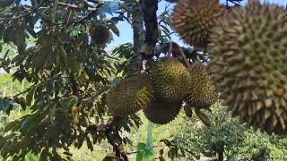 Panen raya buah durian di lampung barat part 3