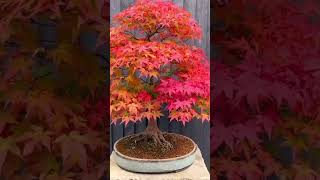 Acer palmatum hard bonsai 🌱🌺