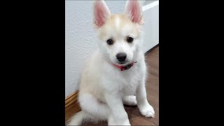 Pomsky Puppy  Pippin