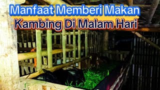 BIKIN KAMBING GEMUK‼️KHASIAT PAKAN KAMBING FULL DIMALAM HARI#goat #kambing #peternakmuda