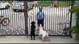 Sikh Boy dancing funny dance with Dogs