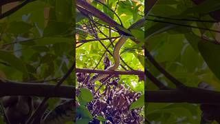 Snake in the tree at my house #snake #foryou #trending #viralvideos