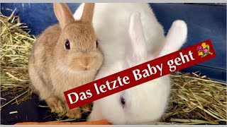 Das letzte Baby verlässt uns /Kaninchenbande ❤️