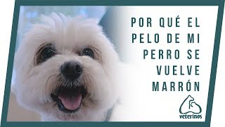 Por qué el pelo de mi perro se vuelve marrón - Veterinos