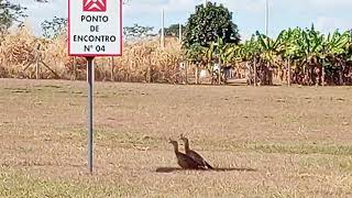 o casal de seriema pediu sombra muito calor.