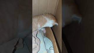 Most hilarious CATS that will make you LAUGH! Best CAT VIDEOS 2024