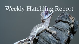 Weekly Hatchling Report- Breeding Season is Starting and Belize is Coming!