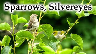 Sparrows & Silvereyes / Tauhou in Summer #4k #birds #birdsong #newzealandnature