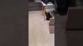 Cat chases a string #catlife #cat #catlover #cats