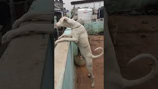 how to training the rajapalayam barking