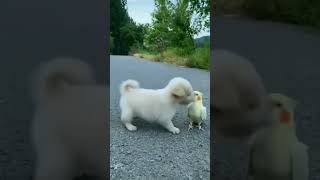 cute dog and bird #dog #birds #animals #shorts #youtubeshorts #@Ladyblue520