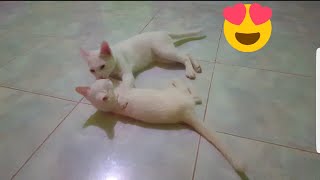 Sweet White Cats Play Fighting🐈