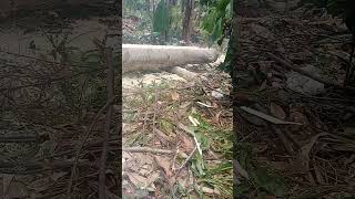 bikin tiang #chainsaw #bahanbangunan #kayu #pohon