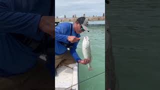 Redfish South padre island #texasoutdoors #fishing #shorts #short #sortvideo #adventure