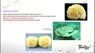 PHYLUM PORIFERA CLASSIFICATION