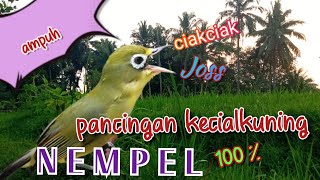 pancingan kecialkuning NEMPEL 100% ampuh @arymkicau