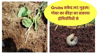 Homeopathic Control of #WHITE_GRUBS in Soil.जड़ों में लगने वाले grub का सफ़ाया होमीओपैथी से