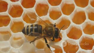 RF EMFs and Bee Nutrition