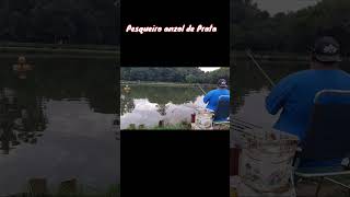 pescaria de tilápia no pesqueiro anzol de prata #tilapia #pescaria #pescando #peecadediaria #fyp