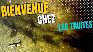 Reste-t-il des poissons dans la Loue?